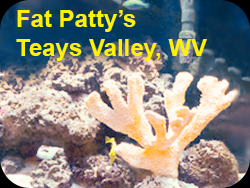 Fat Patty's aquarium with coral and yellow tang Teays Valley WV